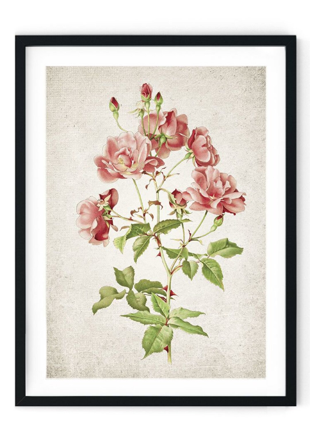 Rose Giclee Print Restored Vintage Wall Art Botanical Home - Etsy