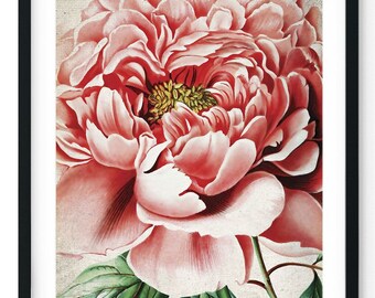 Japanese Peonies Giclee Print, Restored Vintage Wall Art, Botanical Home Decor, Flower Wall Art, Botany Print - A5, A4, A3, A2