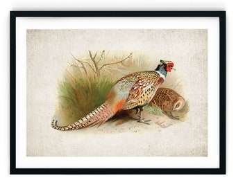 Impresión giclée de faisán, arte mural vintage restaurado (tamaño A5, A4, A3, A2)