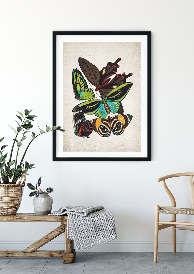 Cape York Birdwing Butterfly Giclee Print Restored Vintage - Etsy