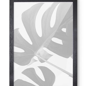 May include: Black framed print featuring a grayscale image of a Monstera leaf. The leaf has large, irregular holes and prominent veins. The frame is a simple, dark wood design, creating a modern aesthetic. The artwork is suitable for home decor.