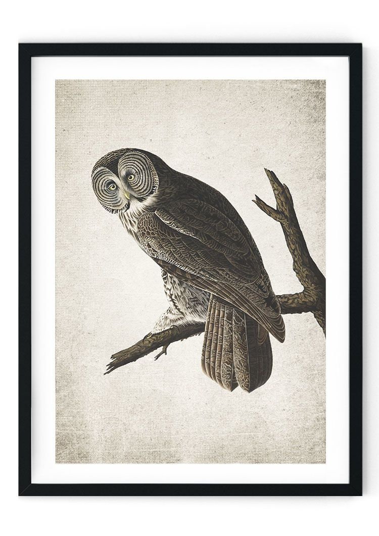Owl Giclee Print, Restored Vintage Wall Art, Bird Lover Gifts, Bird Illustration - A4, A3, A2