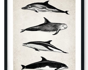 Impresión giclée de un grupo de delfines, arte mural vintage restaurado, impresión acuática, decoración de baño, impresión de delfines (tamaño A5, A4, A3, A2)