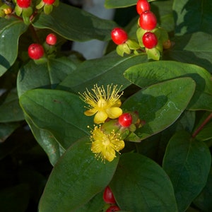 Saint Johns Wort (Hypericum Calyinum)