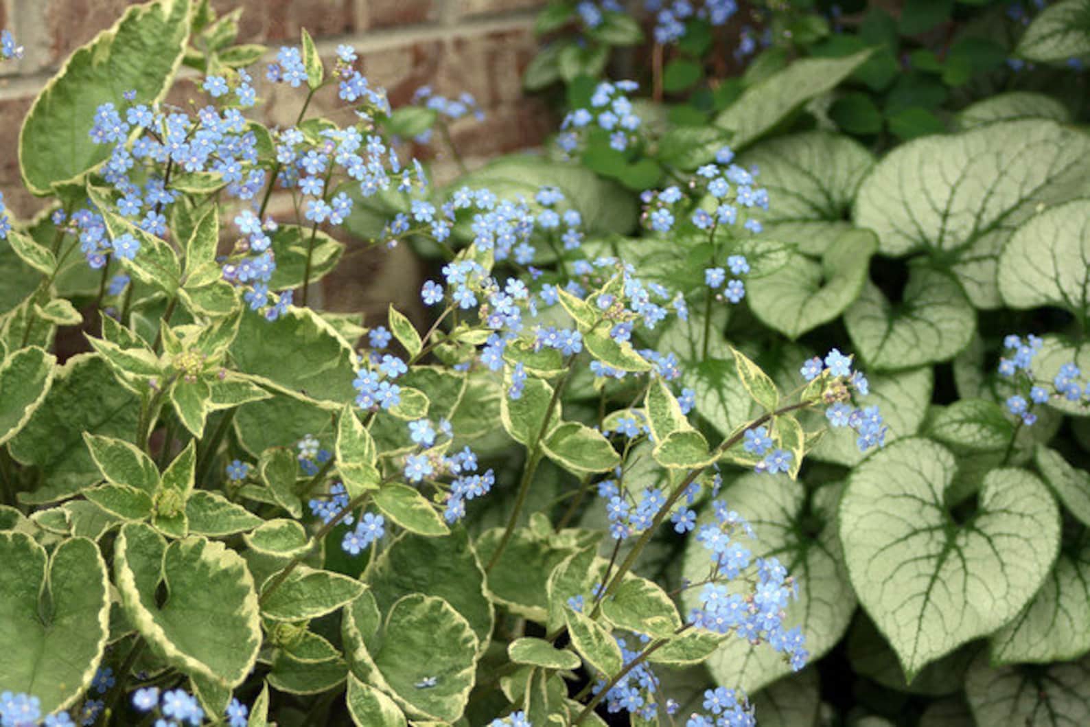 Brunnera macrophylla Jack Frost