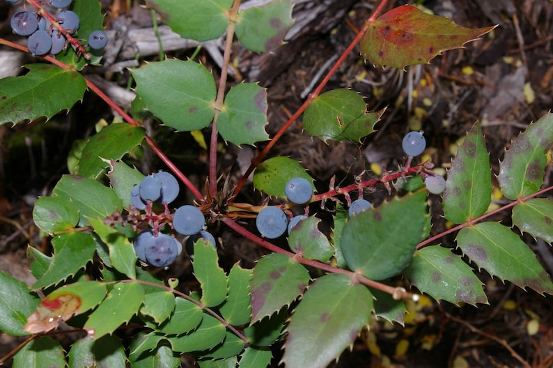 Oregon grape qustteens