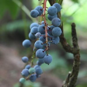 Oregon Grape (Dwarf)