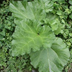 Heirloom Rhubarb Plants from 1890