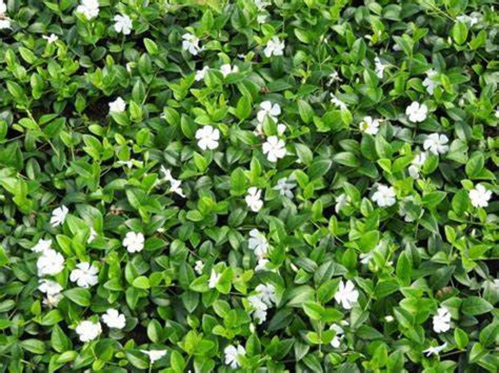 Periwinkle Alba vinca minor Evergreen MYRTLE Ground Cover Etsy