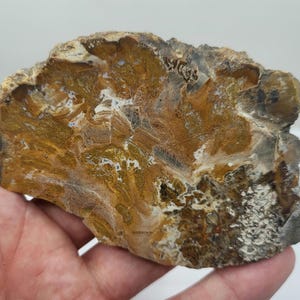 Petrified Wood Slice, Polished on One Side, 3.85 Inch Specimen - 0271