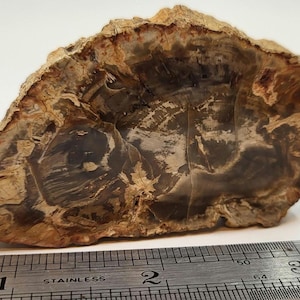Small Petrified Wood Slab, Polished on One Side, 2.86 Inch Specimen - 0167
