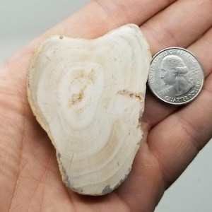 Small Petrified Wood Slice with Beautiful Patterns, Madagascar, 2.6 Inch Fossil - 0246