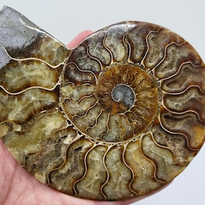 Agatized Ammonite Fossil (Only Half Cut), Black Wooden Stand Included, 6.2 Inch Ammonite - 0091