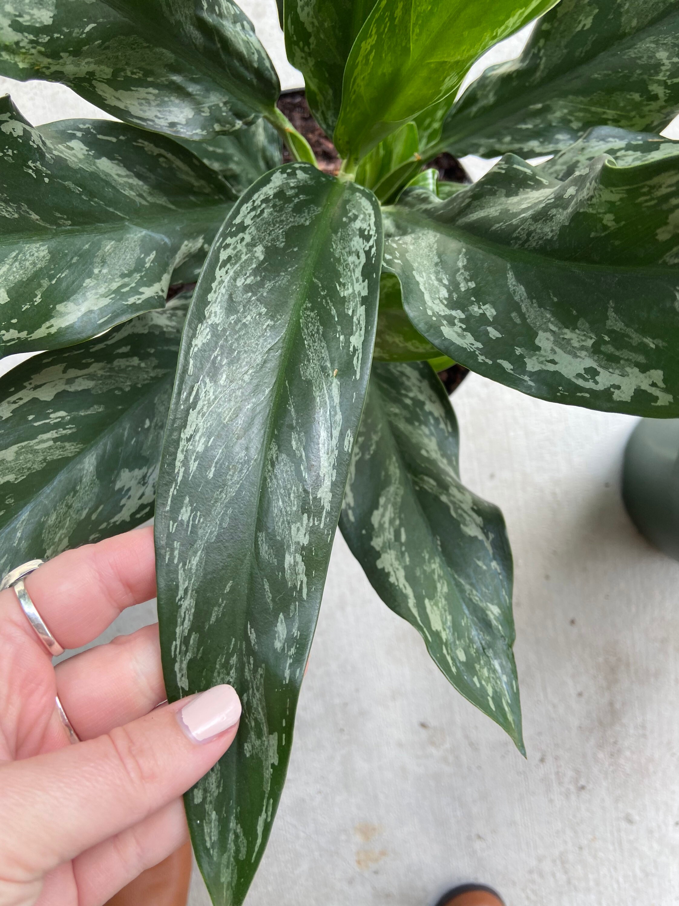 Aglaonema Peacock | Etsy