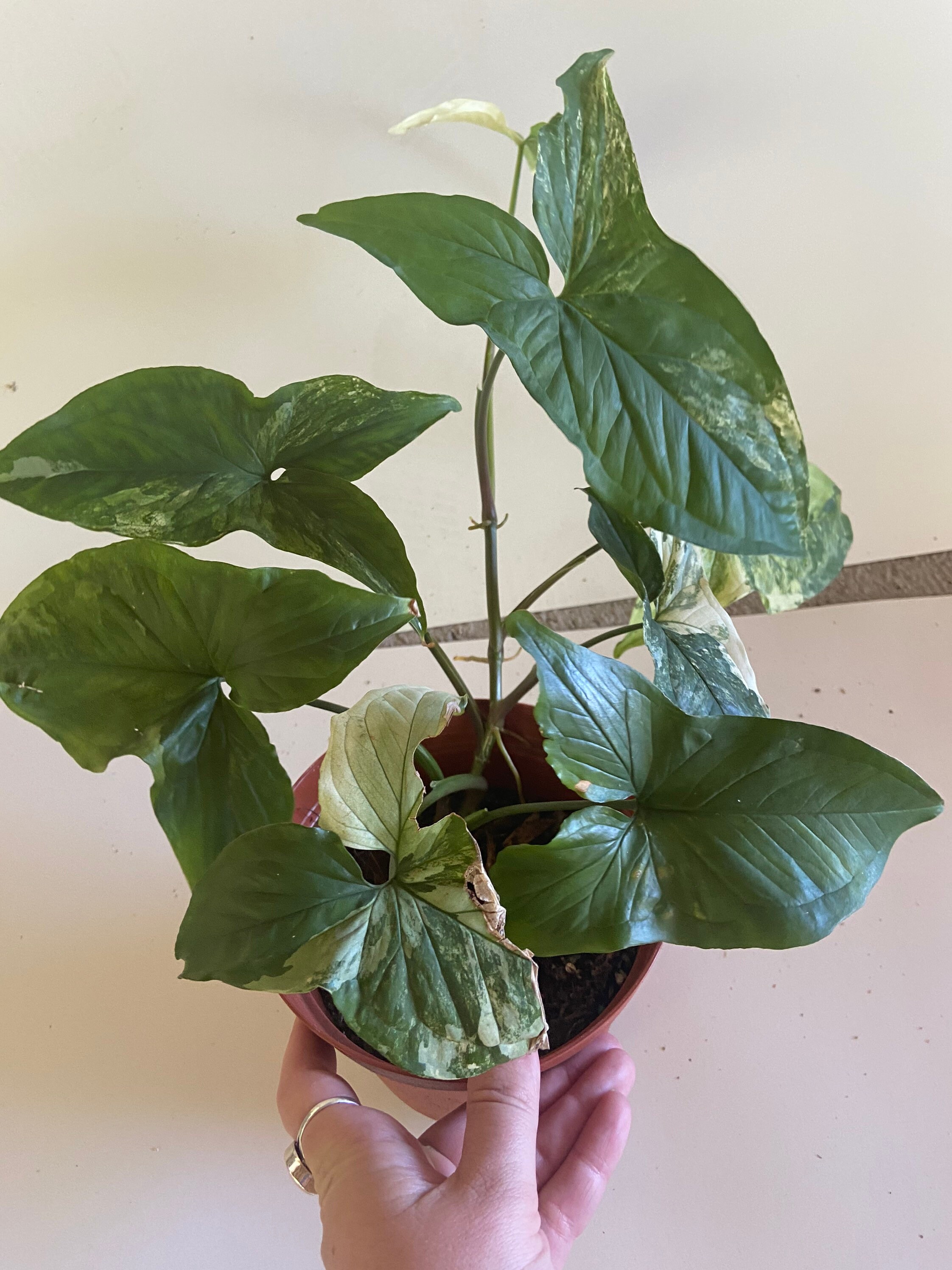 Variegated Syngonium Etsy