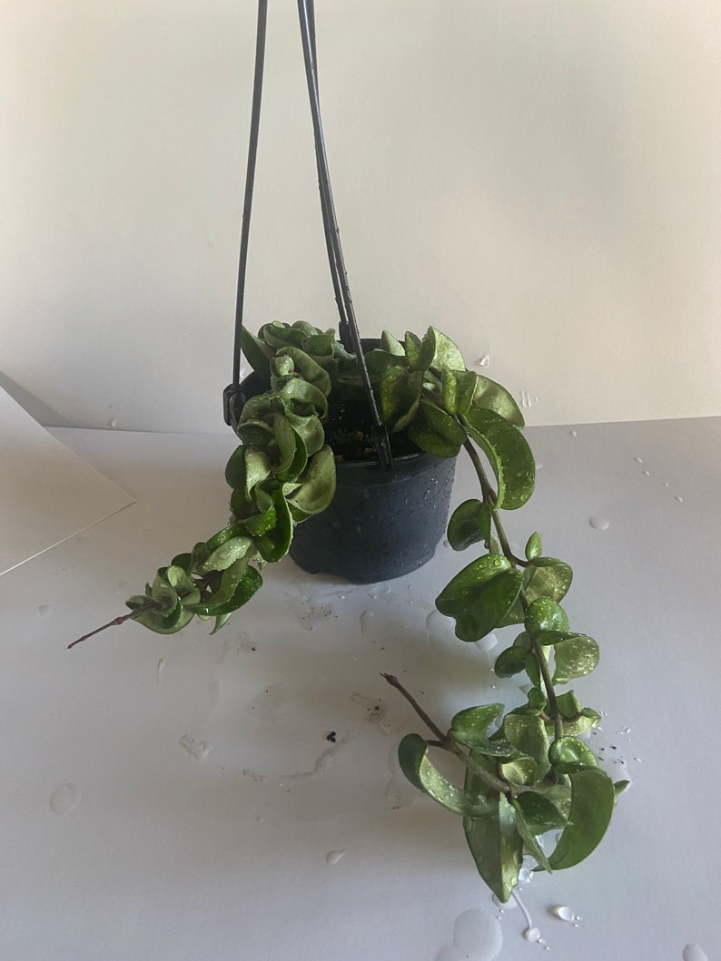 Hoya Hindu Rope