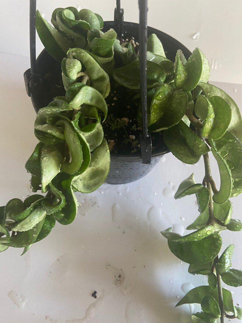 Hoya Hindu Rope