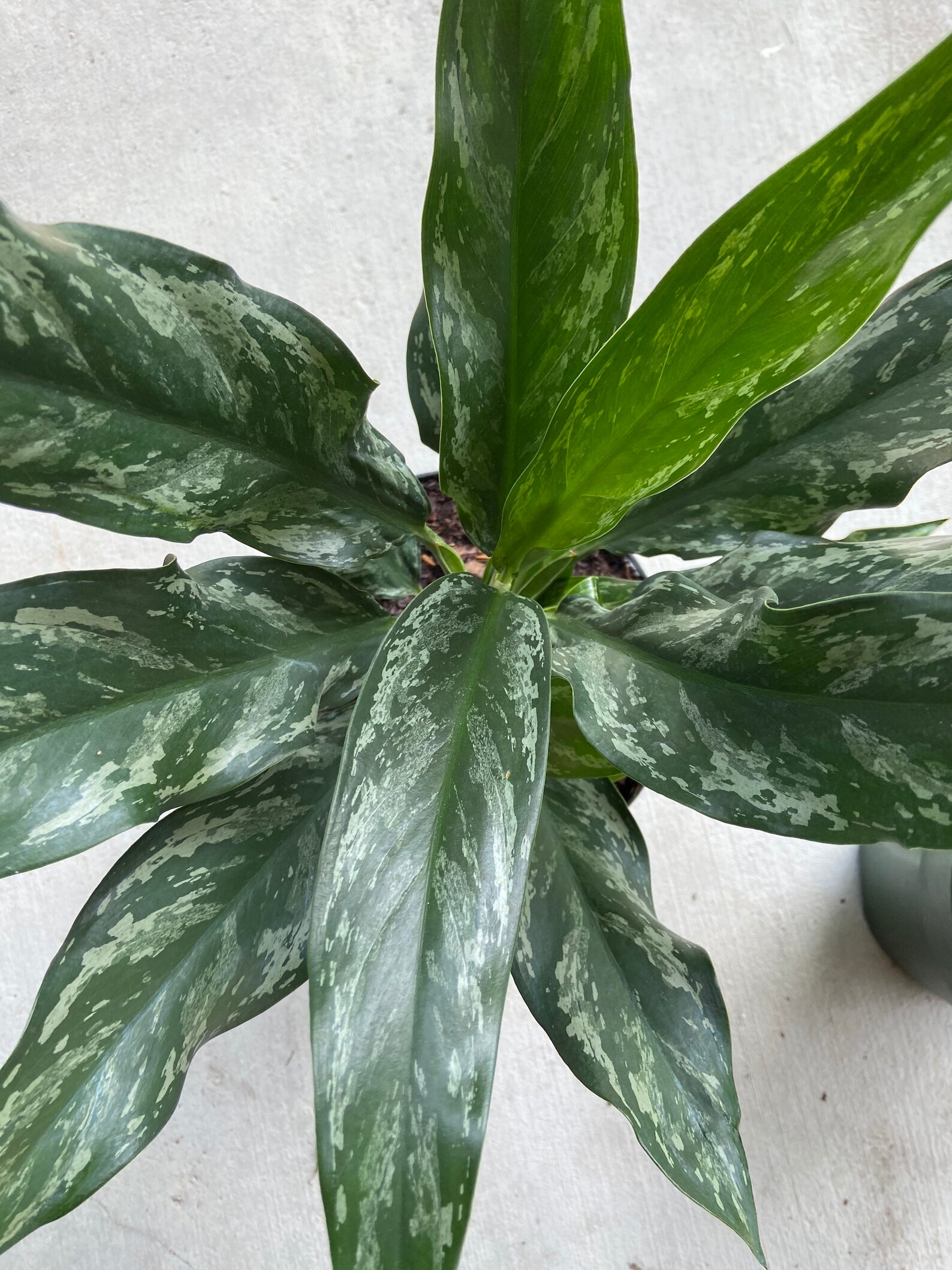 Aglaonema Peacock | Etsy