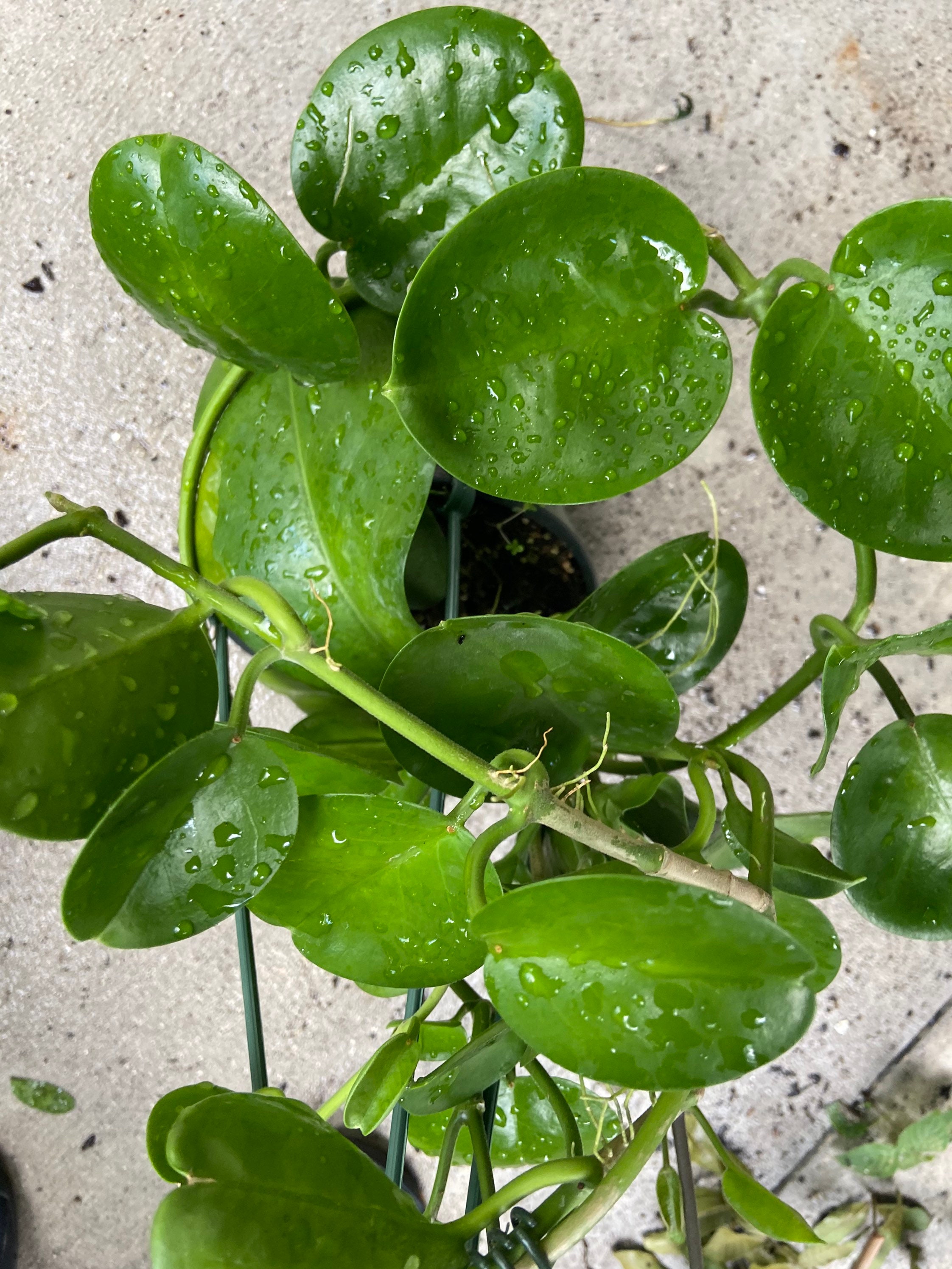 Hoya australis ssp. australis round leaf Etsy