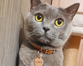 May include: A gray cat with yellow eyes wearing a brown leather collar with a round tag that says "LUNA" on it.