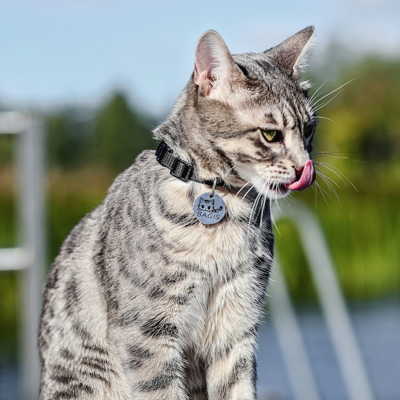 Op de afbeelding: Een tabbykat met een zwarte halsband en een zilveren tag met de tekst "Bagis". De kat likt zijn lippen en kijkt naar rechts.