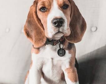 Etiqueta de nombre de perro personalizada, Etiqueta de identificación de perro grabada, Etiqueta de perro pequeña, Etiqueta de identificación de mascota personalizada, Etiqueta de collar de perro, Etiqueta de perro divertida, Accesorios y regalos para mascotas