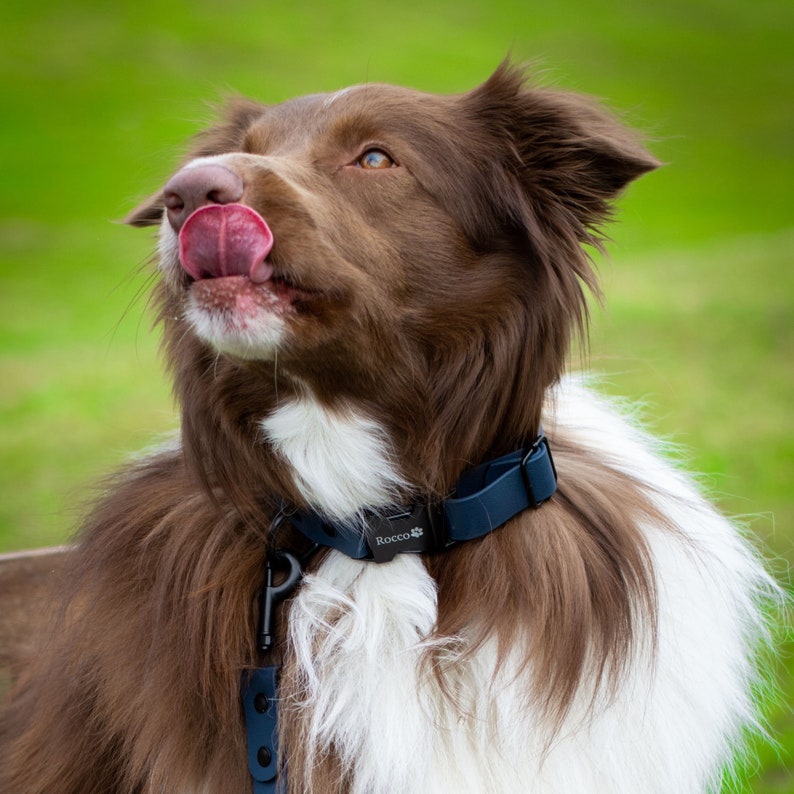 May include: A brown and white border collie dog with a black collar that says "Rocco" on it. The dog is sticking its tongue out and looking up.