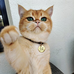 Linda etiqueta de collar de gato personalizada, etiqueta de gato personalizada, etiqueta de identificación de mascota para gatos, etiqueta de identificación de nombre de gato grabada de doble cara, regalos de mascotas, regalo de amante de los gatos imagen 5