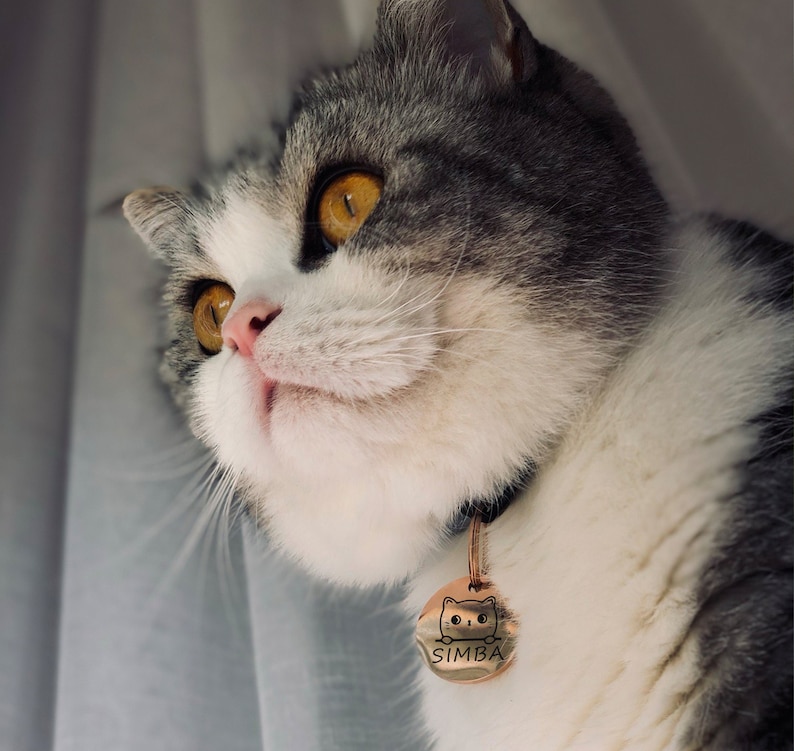 Op de afbeelding: Een grijs-witte kat met gele ogen die een zwarte halsband draagt met een gouden tag waarop "SIMBA" staat en een cartoonkatje.