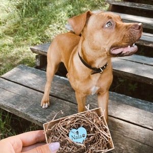 May include: A light blue heart-shaped dog tag with the name "Nala" engraved on it. The tag is in a small box filled with shredded paper. A brown dog is standing on wooden steps in the background.