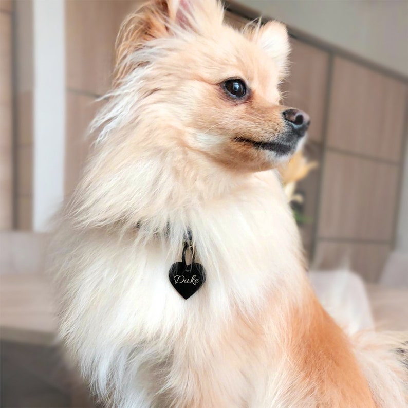 May include: A small, light brown dog with a black heart-shaped tag that says "Duke" on it. The dog is wearing a black collar.