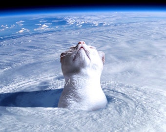 Puede incluir: Un gato blanco con la cabeza inclinada hacia arriba, mirando al cielo. El gato está en el centro de un vórtice de nubes giratorias, con la Tierra visible en el fondo.