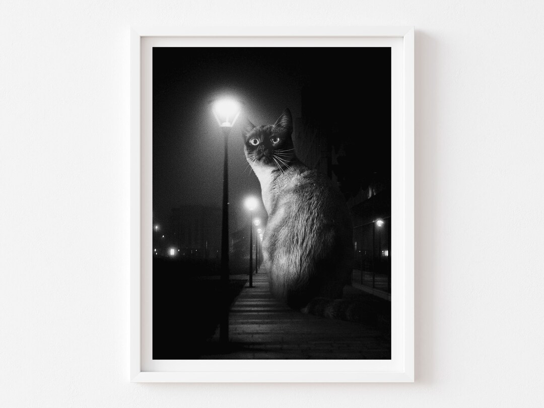 Black and White Cat Art Print, Siamese Cat, Film Noir, Mysterious Cat ...
