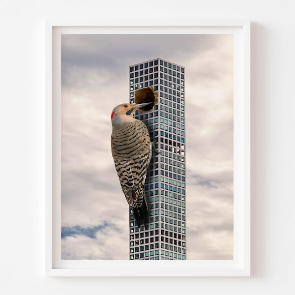 Woodpecker Art Print, Northern Flicker, Bird Lover, Bird Gift, New York City Photograph, NYC Travel