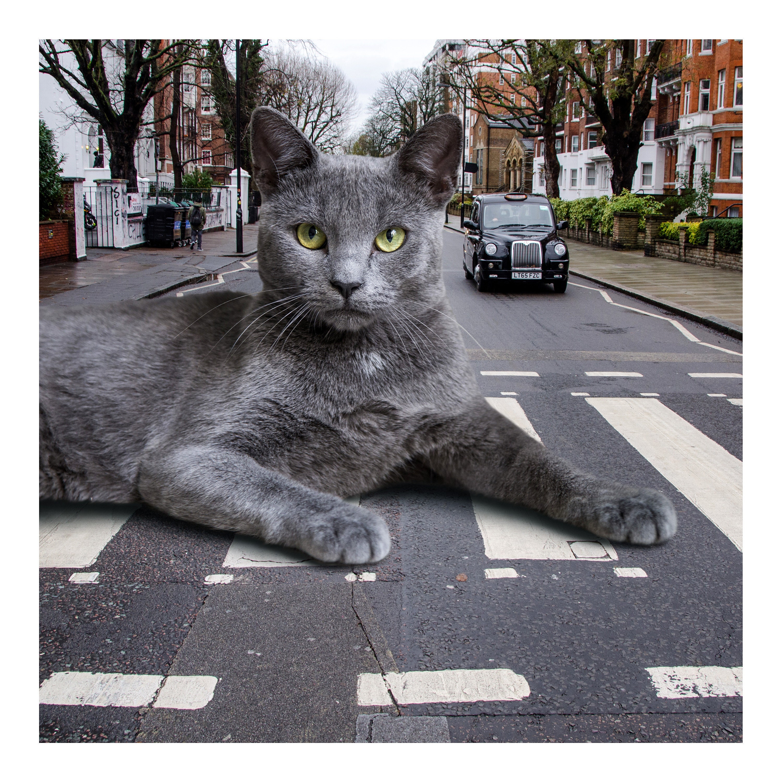 Abbey Road Cat Art Print, the Beatles Wall Art, Cat Lover Gift