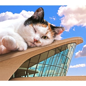May include: A white calico cat with one green eye and one blue eye is lying on the roof of a modern building with a glass facade. The cat is winking and has a relaxed expression. The building is set against a blue sky with white clouds.