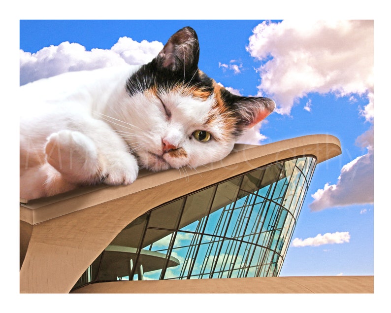 May include: A white calico cat with one green eye and one blue eye is lying on the roof of a modern building with a glass facade. The cat is winking and has a relaxed expression. The building is set against a blue sky with white clouds.