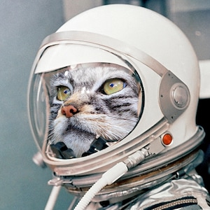 AstroCat Kunstdruck | Weltraum Katze Kunstdruck | Space Stars Dekor | Wanddekoration | Weltraum-Liebhaber Geschenk | NASA | Katzenliebhaber Geschenk | Space Housewarming