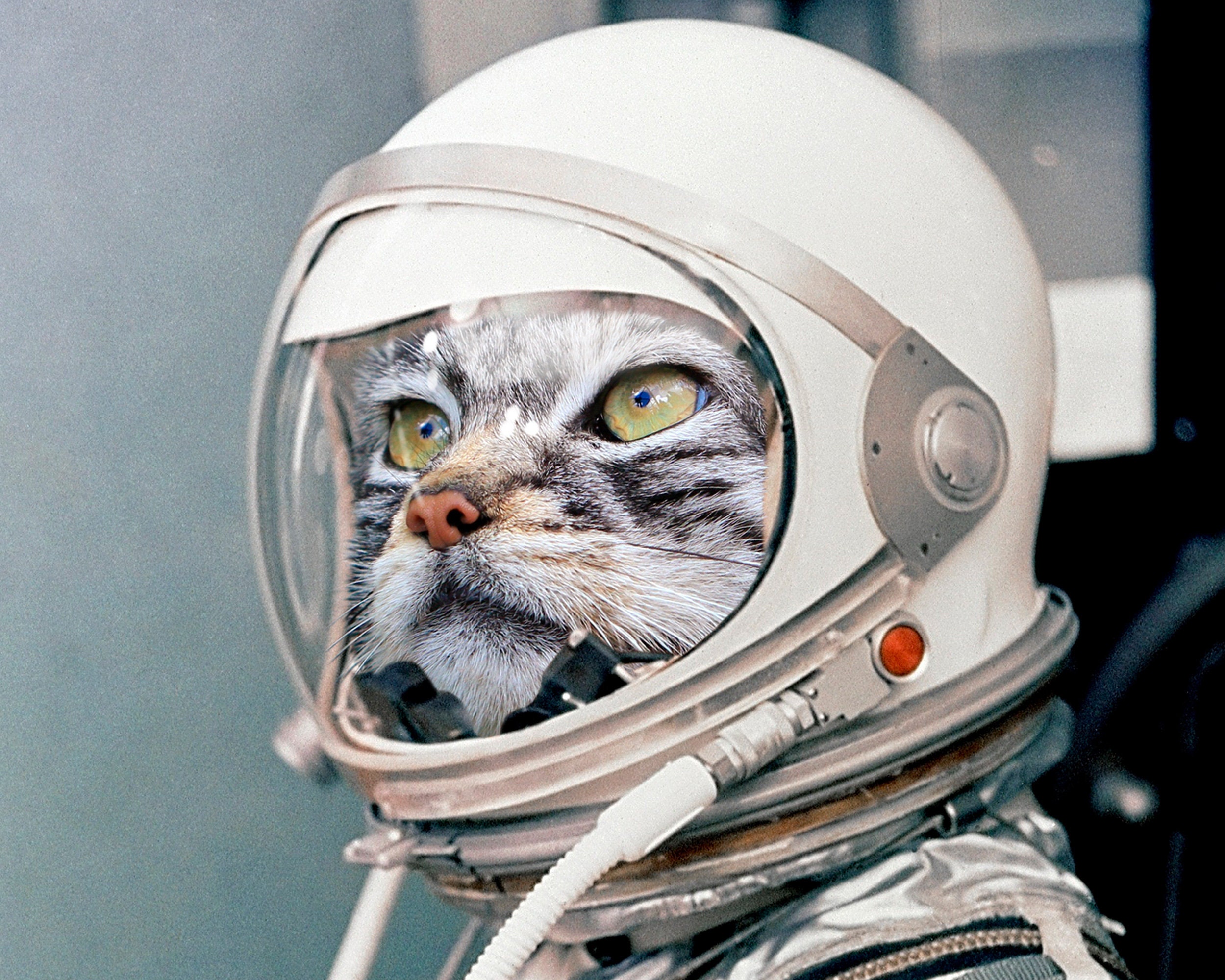 7になりました。宇宙猫「絵画」2L判サイズ