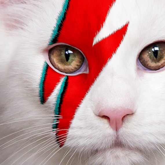 デヴィッド・ボウイにインスパイアされた猫のアートプリント、ジギー