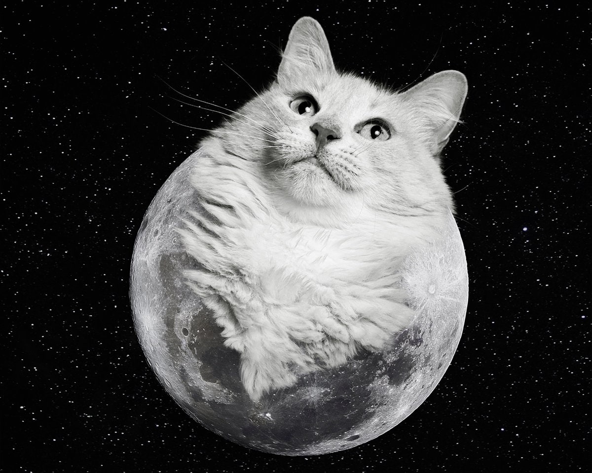 アテッサ新作モデル 宇宙アート | 満月の猫のプリント | 月の | 宇宙アート | 白い猫 絵画