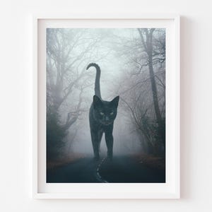 May include: A black cat walks down a foggy road in a forest. The cat is large and appears to be walking towards the viewer.