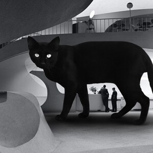 May include: A large black cat walks through a modern building with white walls and a gray floor. The cat is in focus, while the background is blurred.