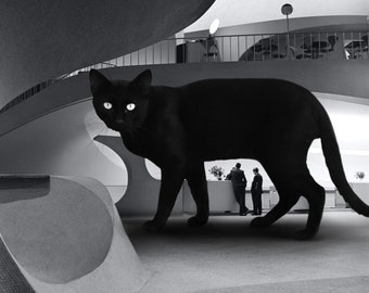 Puede incluir: Un gato negro grande camina por un edificio moderno con paredes blancas y suelo gris. El gato está enfocado, mientras que el fondo está desenfocado.