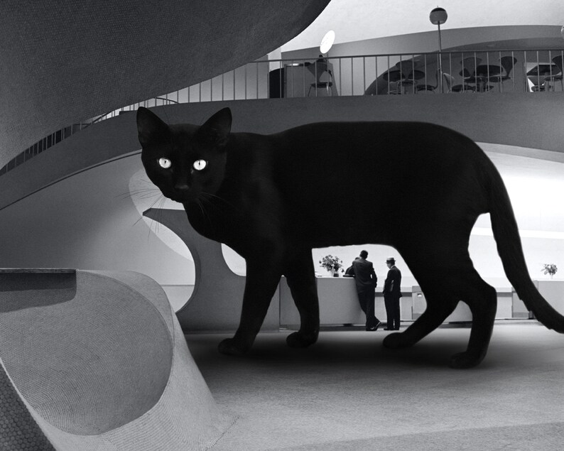 May include: A large black cat walks through a modern building with white walls and a gray floor. The cat is in focus, while the background is blurred.