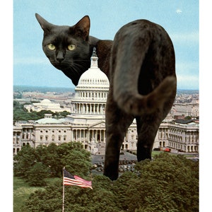 May include: A black cat stands in front of the US Capitol building in Washington, D.C. The cat is looking at the camera. The Capitol building is in the background. There is an American flag in the foreground.