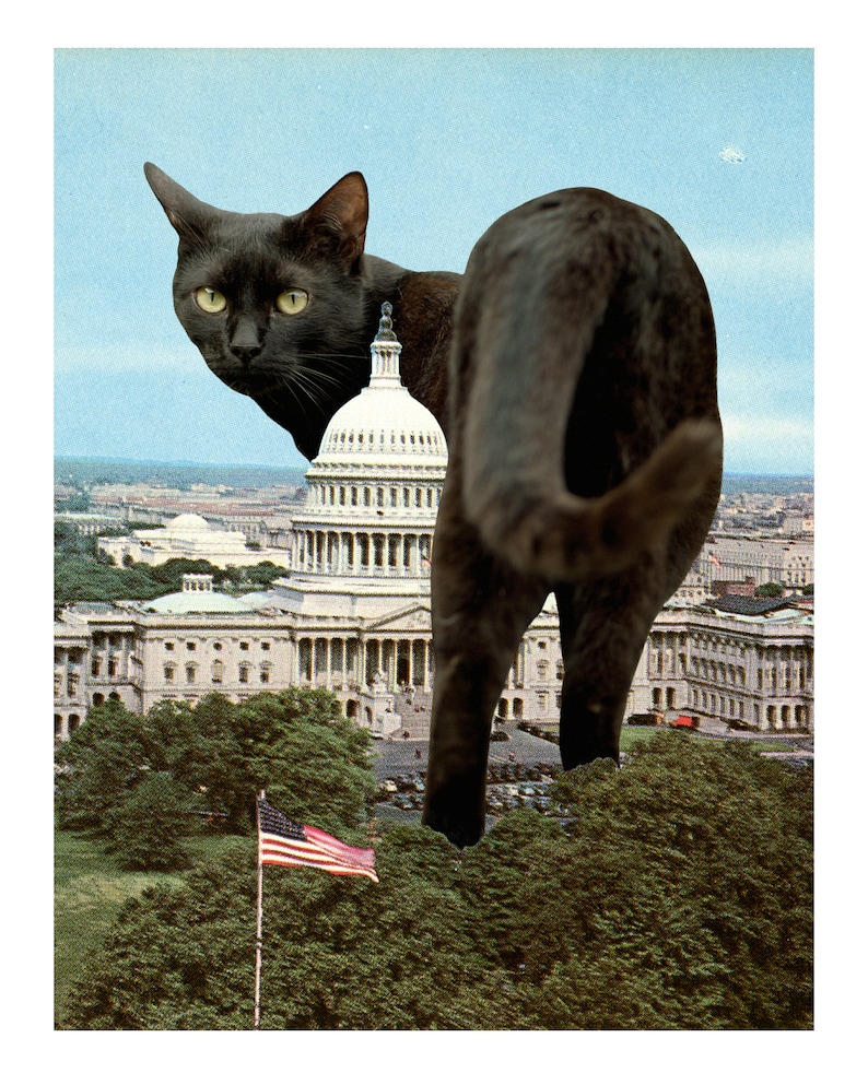 May include: A black cat stands in front of the US Capitol building in Washington, D.C. The cat is looking at the camera. The Capitol building is in the background. There is an American flag in the foreground.