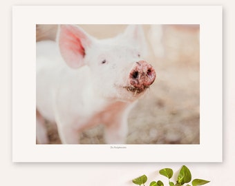 Pig Photography | Print | Animal | Wall art | Piglet Print | Baby Pig Photo | Farm Animals Photography | Animal Color Print