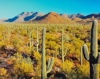 排水用ソノラ砂漠砂利、サボテン、多肉植物、26ポンド EiC