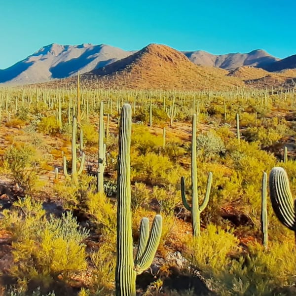 Sonoran Desert Dirt for Cacti, Succulents, 30lbs EiC